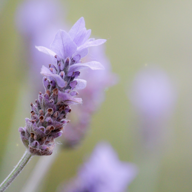 10 Reasons to Love Lavender a Little More